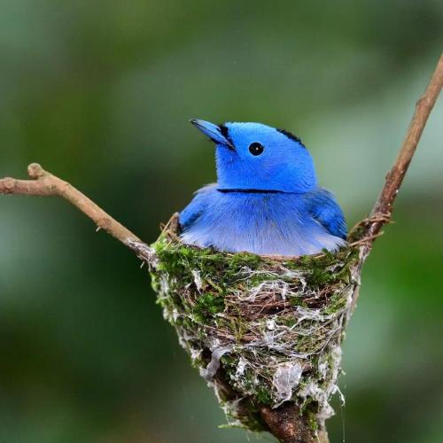 直播吧独家专访科尔：邵子钦会是未来之星 我需要“仰望”她